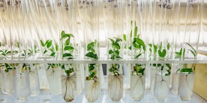 Nouveaux OGM : la Commission européenne veut assouplir la législation pour permettre leur utilisation