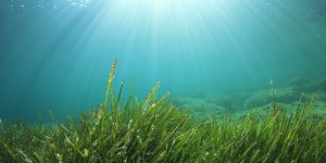 La pollution aux métaux lourd peut modifier radicalement la composition du plancton marin