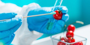 Résidus de pesticides dans les aliments : la situation s'améliore en Europe