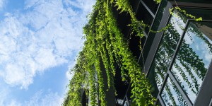 Végétalisation des toitures : la Commission européenne enregistre une initiative citoyenne 