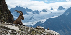 Climat : dans les Alpes, les espèces remontent vers les sommets de manière hétérogène