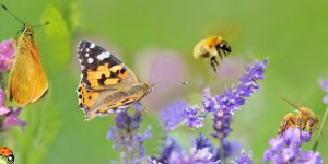 Une espèce d'abeilles et de papillons sur dix est en voie d'extinction en Europe