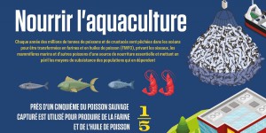 [INFOGRAPHIE] L'approvisionnement de l'aquaculture intensive par des poissons sauvages fait des dégâts