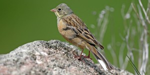 Oiseaux : 43 espèces en régression selon un bilan de 30 ans d'observation