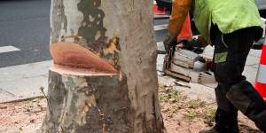 Alignements d'arbres : le Conseil d'État précise les conditions d'abattage