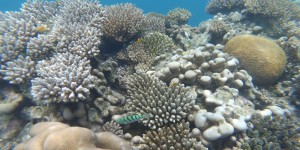 Bilan de santé des récifs coraliens français, des résultats contrastés selon les territoires 