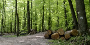 Forêts : ces nouveaux outils sculptés par les professionnels pour s'adapter au changement climatique