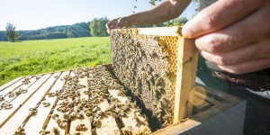 Lancement de la consultation sur le projet d'arrêté révisé « abeilles » 