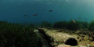 L'office français de la biodiversité annonce un partenariat international pour promouvoir les aires marines 