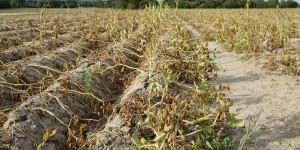 Le ministère de l'agriculture présente son plan d'adaptation au changement climatique 