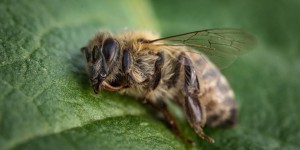 Néonicotinoïdes : le Conseil d'État reconnaît les effets néfastes sur la santé des abeilles
