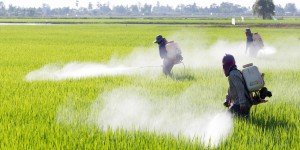 Pesticides dans l'air : lancement du premier suivi national et annuel de surveillance
