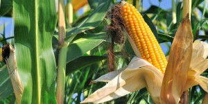 La Commission européenne autorise la mise sur le marché de nouveaux OGM