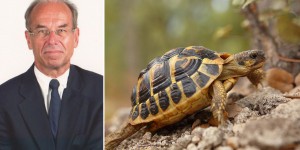 « La survie de la tortue d'Hermann sera menacée en cas de multiplication des incendies  »