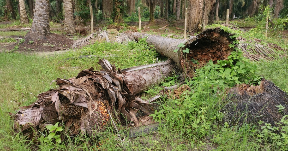 Les changements climatiques pourraient perturber les cycles du carbone forestier