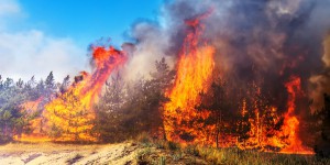Les incendies de forêts estivaux ont généré des émissions de carbone records
