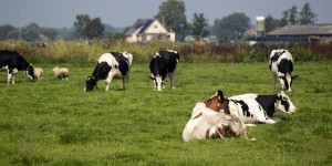 Les Pays-Bas s'attaquent aux émissions d'ammoniac de son cheptel 
