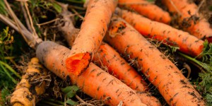 Un tribunal condamne des agriculteurs pour l'utilisation du pesticide dichloropropène interdit en France