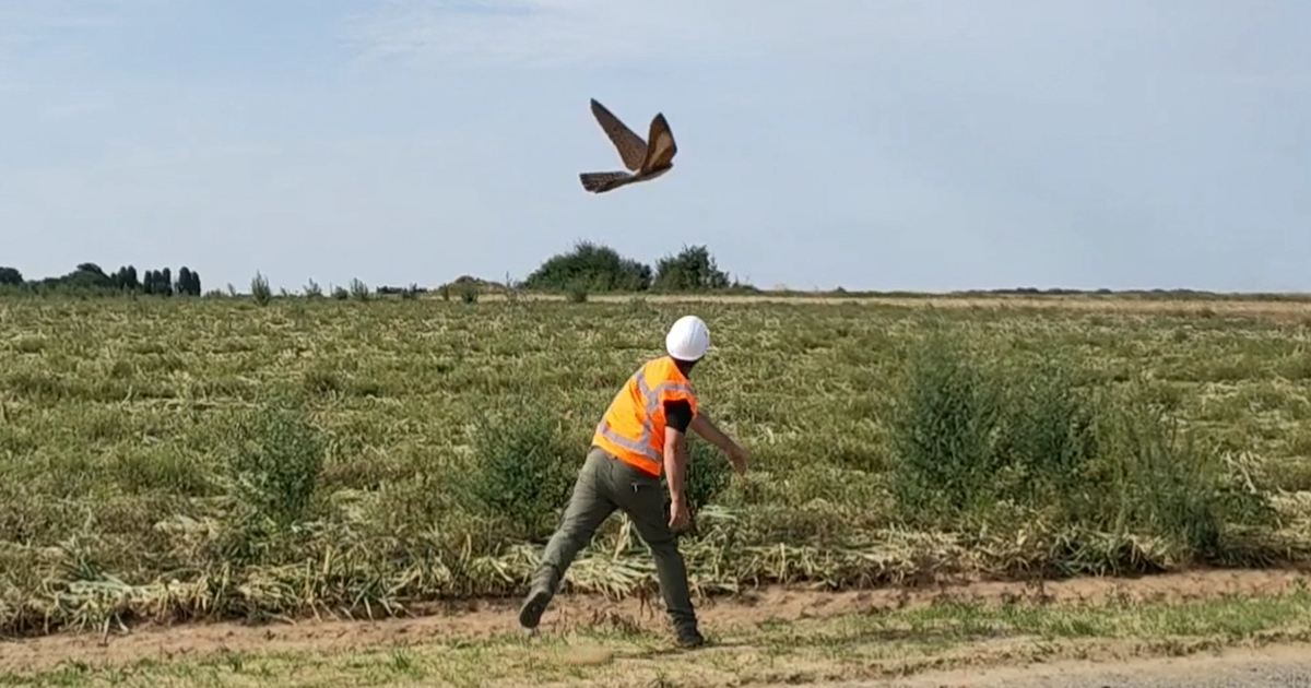 [VIDEO] Un oiseau drone pour tester les systèmes de détection des éoliennes