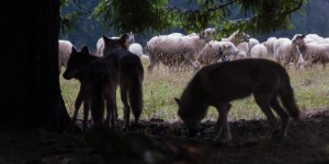 Loup : des tirs autorisés autour des élevages considérés comme non protégeables