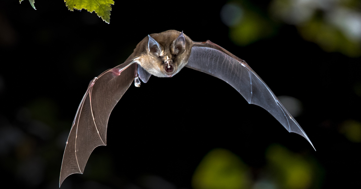 Eau et biodiversité : un projet de recherche va s'intéresser aux chauve-souris dans les zones humides