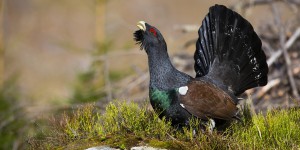 Le projet de lâcher de grands tétras dans les Vosges divise les naturalistes