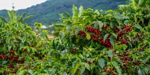 De nouvelles recommandations du Cirad pour évaluer l'impact environnemental du café 