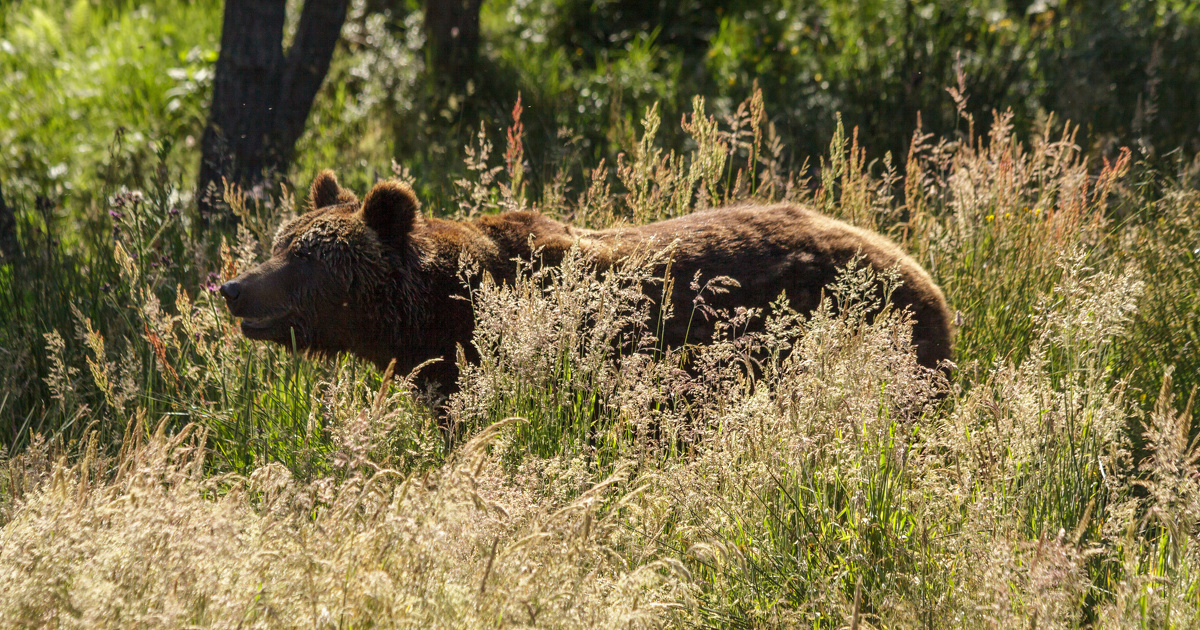 La population d'ours brun continue de grandir dans les Pyrénées