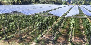 Solaire : la France s'ouvre officiellement à l'agrivoltaïsme