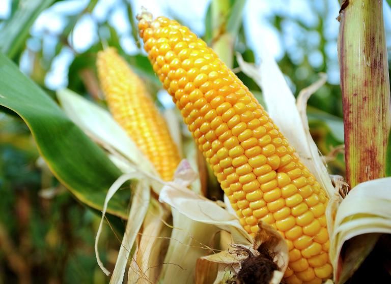 Un autre maïs OGM bientôt cultivé en Europe ?