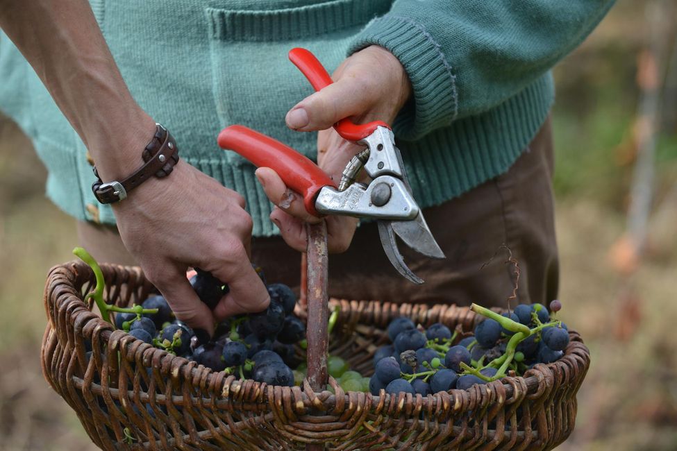 Un viticulteur poursuivi pour avoir refusé de traiter ses vignes