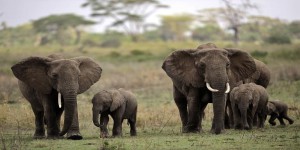 Le braconnage des éléphants explose en Tanzanie