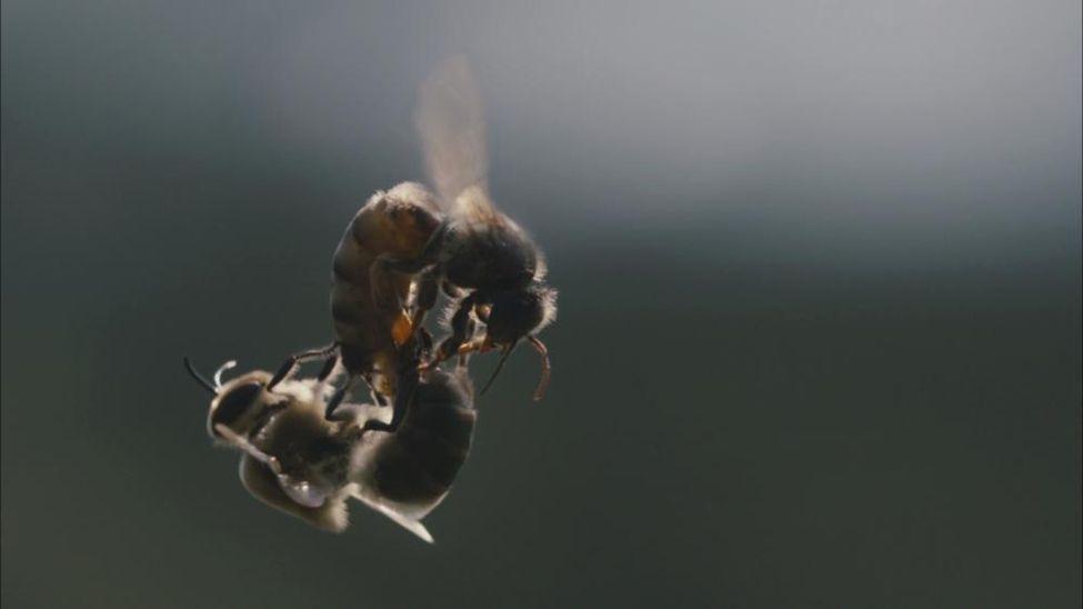 L'Europe en grave déficit d'abeilles pour polliniser ses cultures
