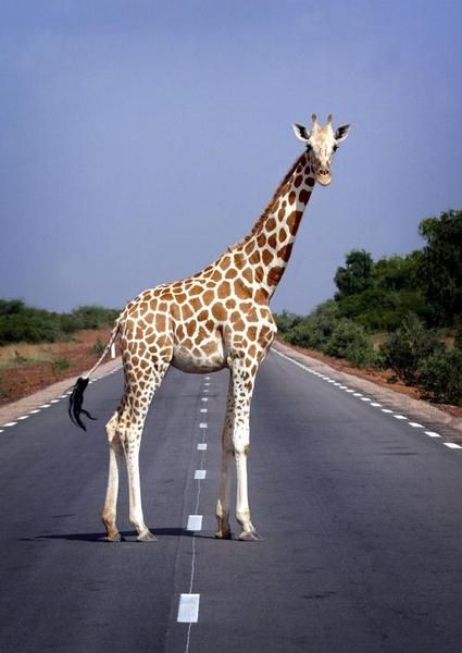 Au Niger, les girafes vont un peu mieux