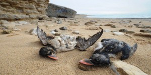 Plus de 21000 oiseaux marins tués par les récentes tempêtes