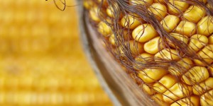 La Commission européenne approuve un maïs transgénique