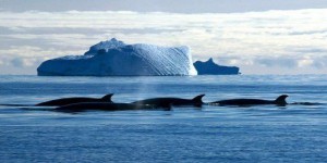 Tokyo sommé d'arrêter la chasse à la baleine dans l'Antarctique