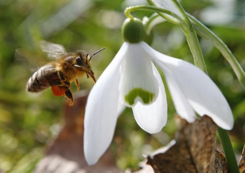Pour protéger les abeilles, les épandages de pesticides bientôt interdits le jour
