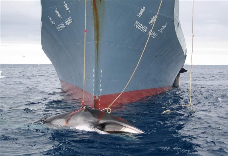 Tokyo ne pêchera plus la baleine en Antarctique