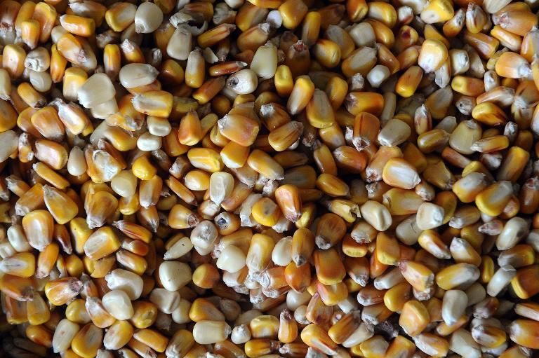 Le Conseil d'Etat confirme l'interdiction de cultiver le maïs OGM MON810