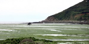 La responsabilité de l'Etat reconnue dans la mort d'un cheval due aux algues vertes