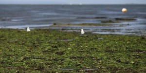 Moins d'algues vertes en Bretagne...mais plus en Normandie