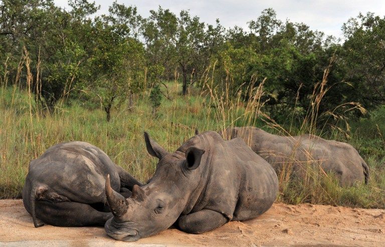 L'Afrique du Sud évacue des centaines de rhinocéros du parc Kruger