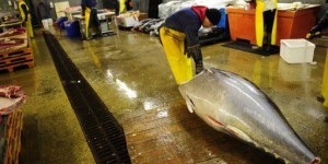 Les quotas de pêche au thon vont être relevés pour trois ans