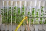 OGM : les premières autorisations dans l'UE en 2015