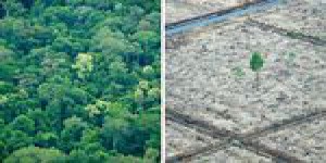 En 2014, la déforestation a effacé une surface égale à deux fois le Portugal