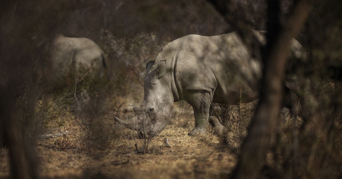 Les rhinocéros blancs ont-ils disparu ?