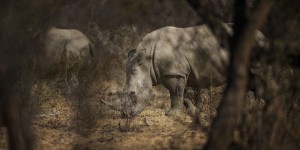 Les rhinocéros blancs ont-ils disparu ?