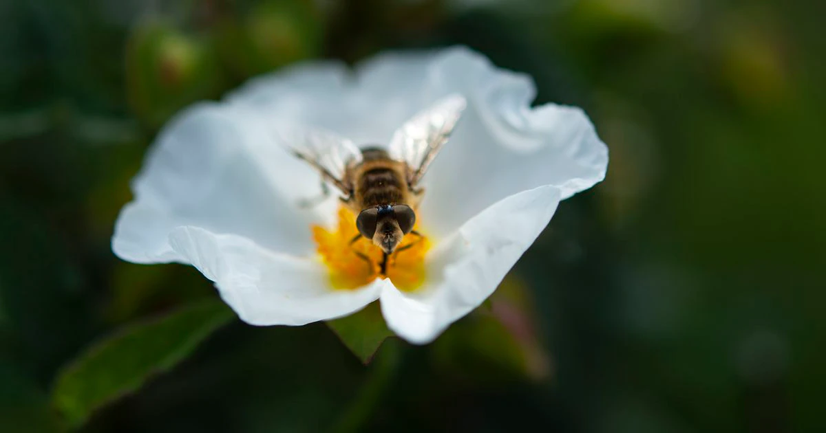 Pesticides et pollinisateurs : une tragédie européenne en trois actes 