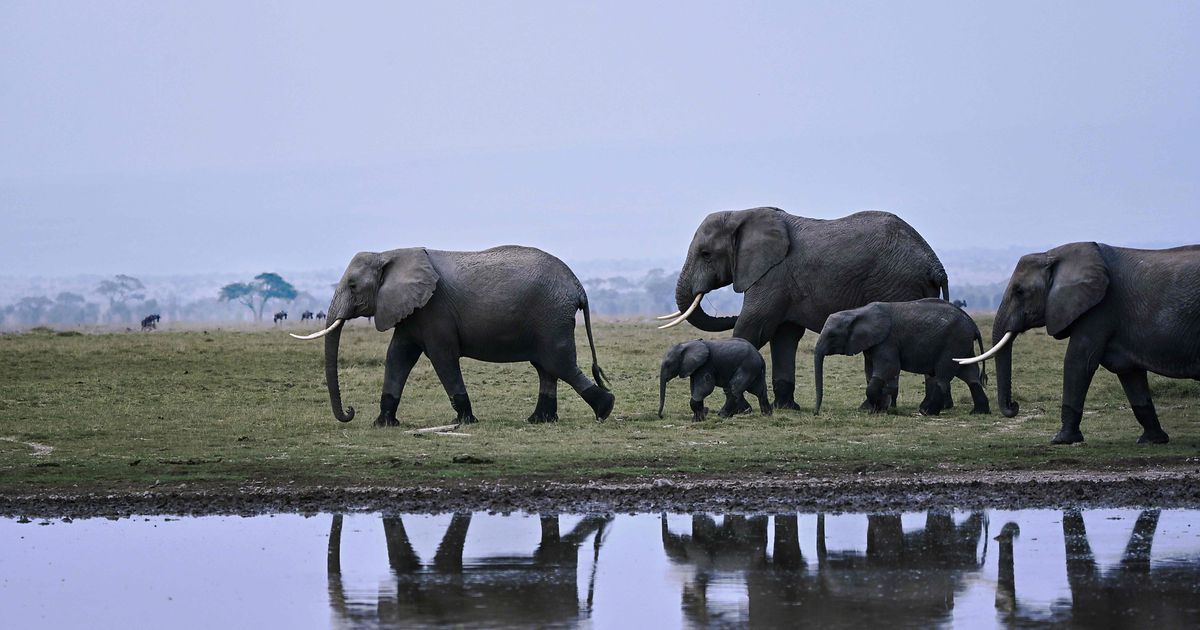 Un troupeau d’éléphants s’envolera d’Angleterre pour le Kenya